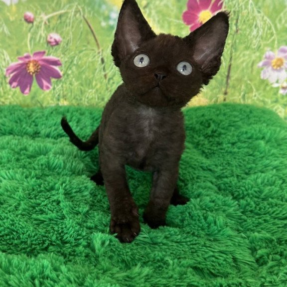 Devon Rex Inky