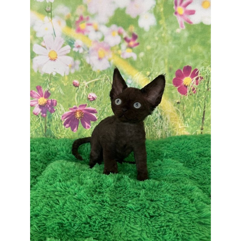 Devon Rex Inky