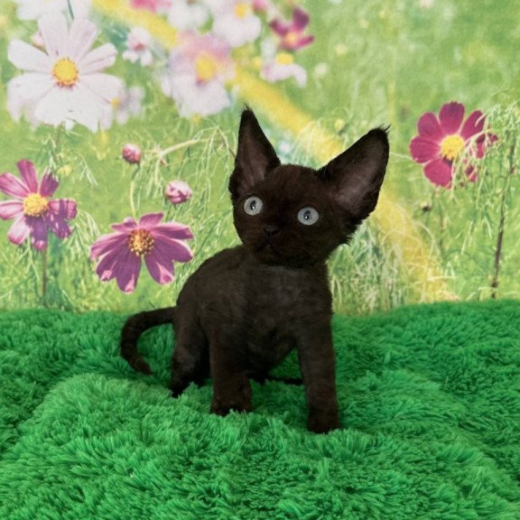 Devon Rex Inky