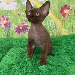 Devon Rex Ike