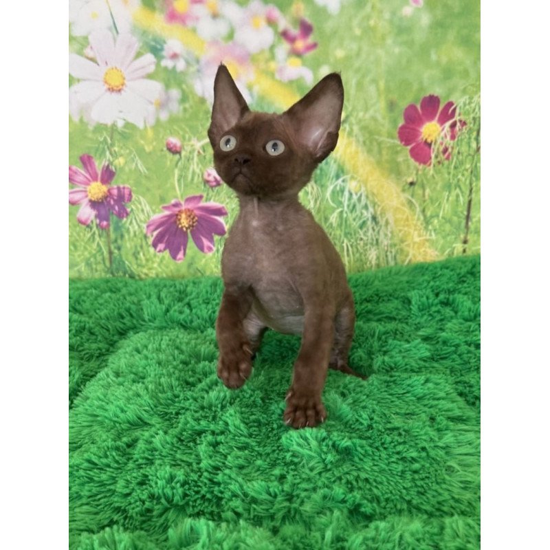Devon Rex Ike