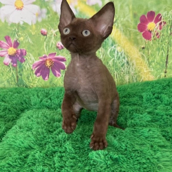 Devon Rex Ike