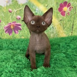 Devon Rex Ike