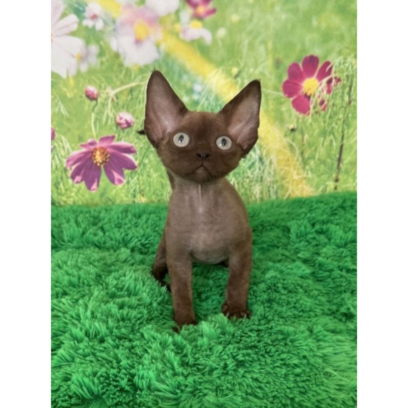 Devon Rex Ike