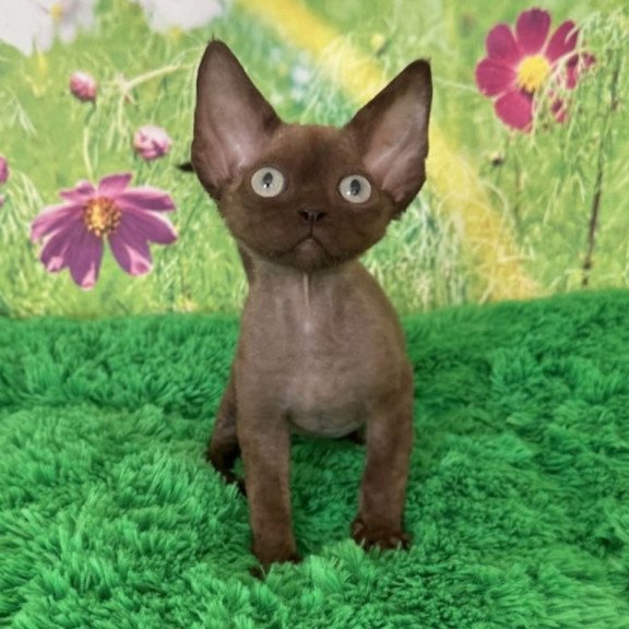 Devon Rex Ike