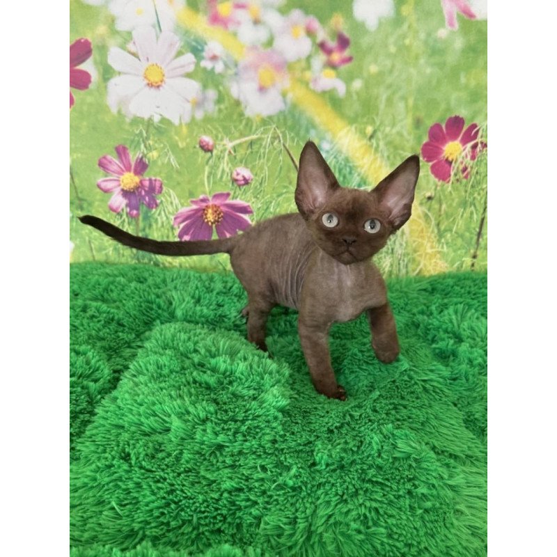 Devon Rex Ike