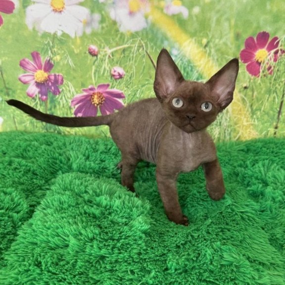 Devon Rex Ike