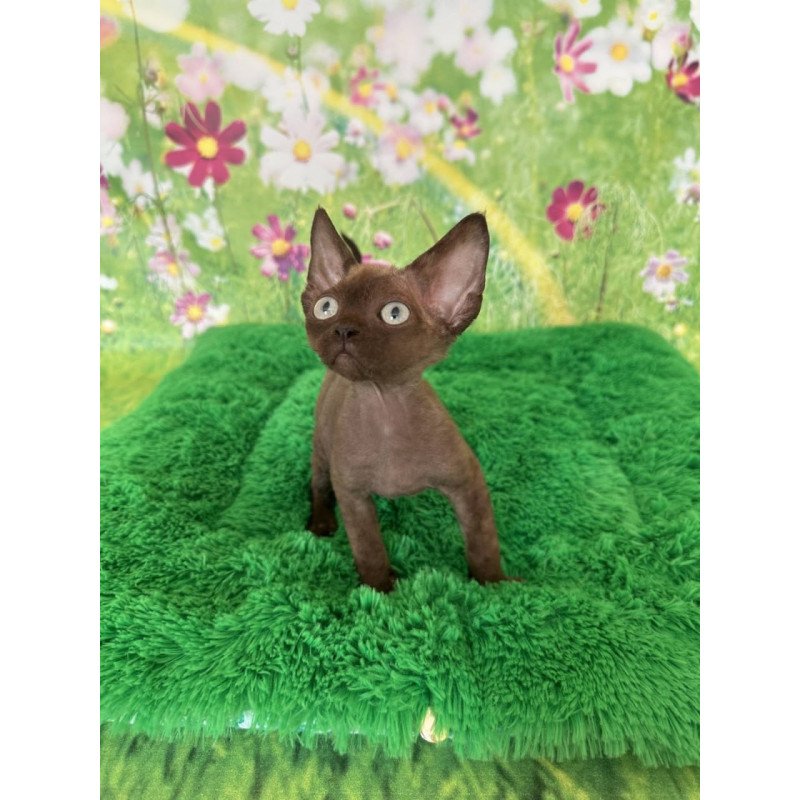 Devon Rex Ike