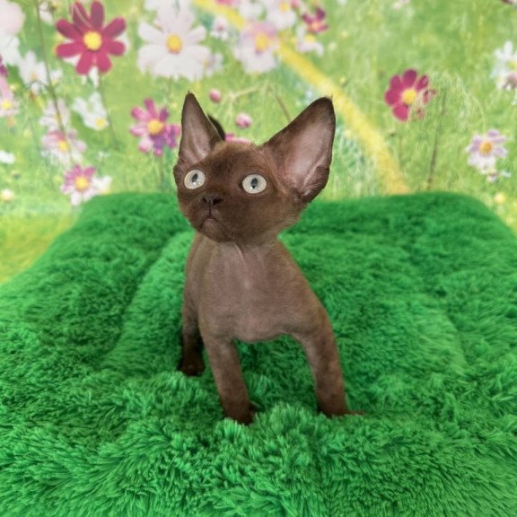 Devon Rex Ike