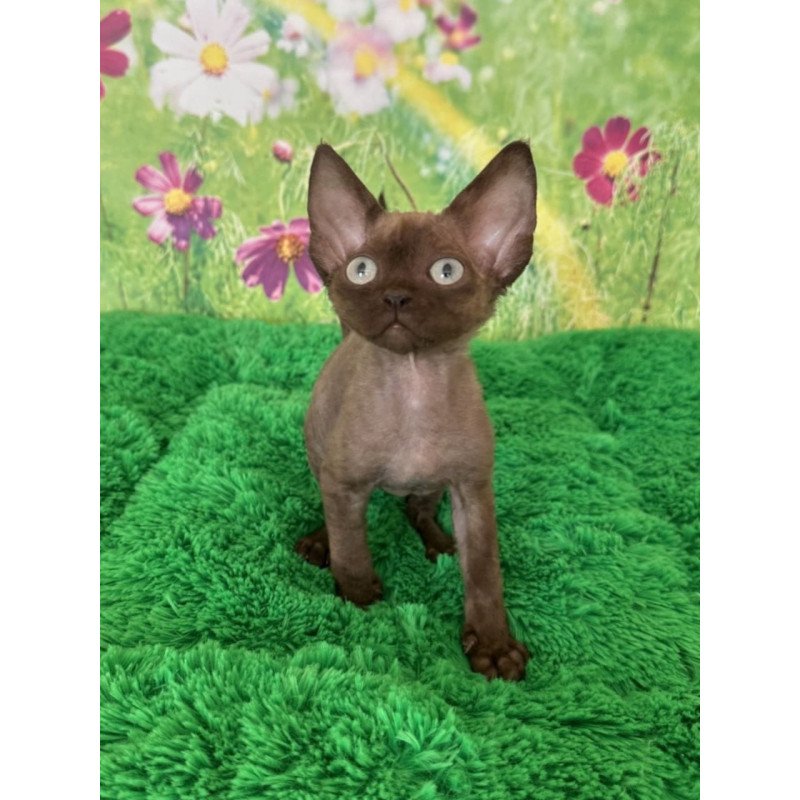 Devon Rex Ike