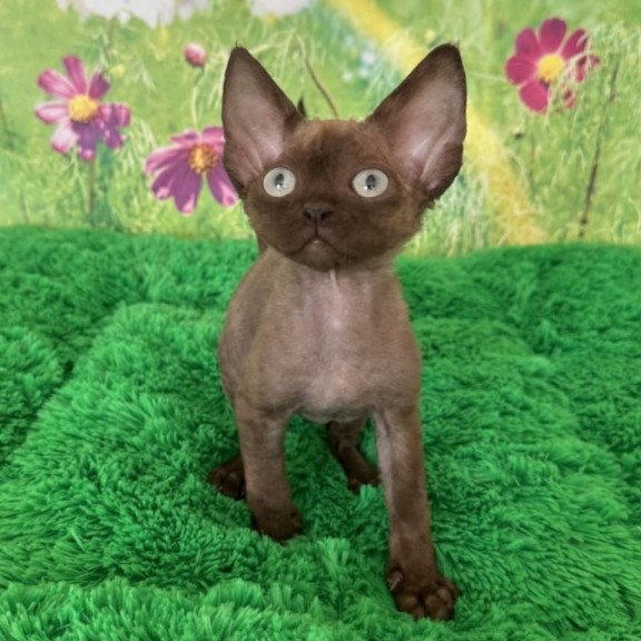 Devon Rex Ike
