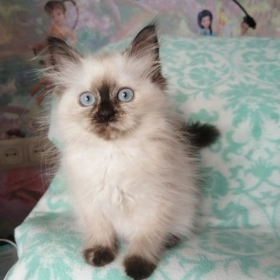 Siberian REZ Oktaviya