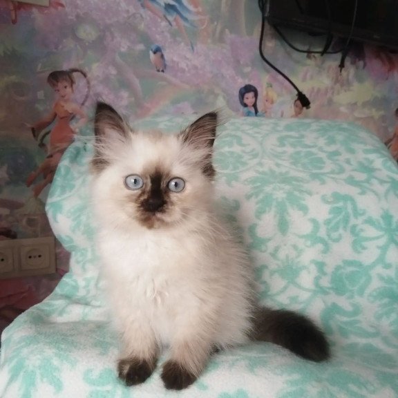 Siberian REZ Oktaviya