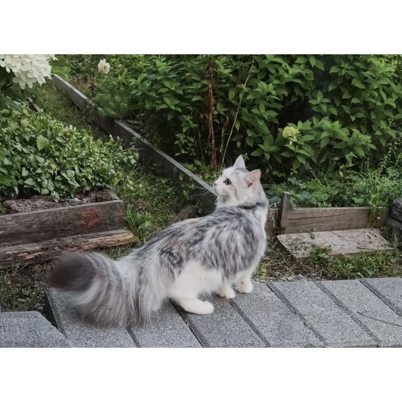 Siberian REZ Cephea