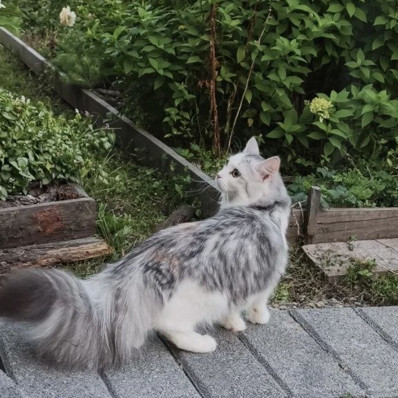 Siberian REZ Cephea