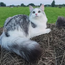 Siberian REZ Cephea