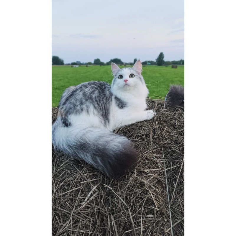 Siberian REZ Cephea