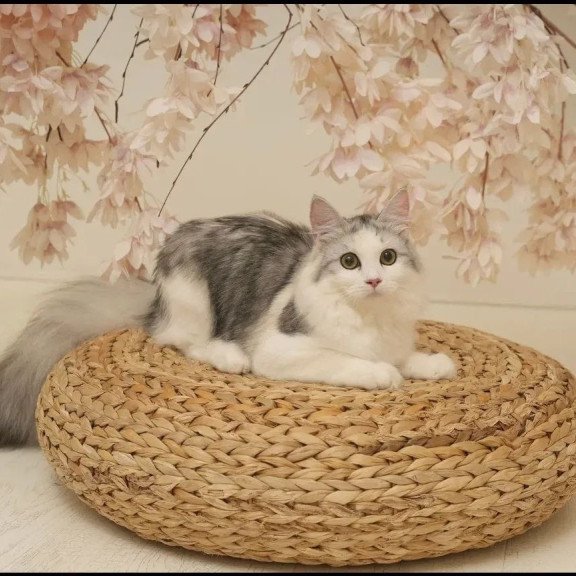Siberian REZ Cephea