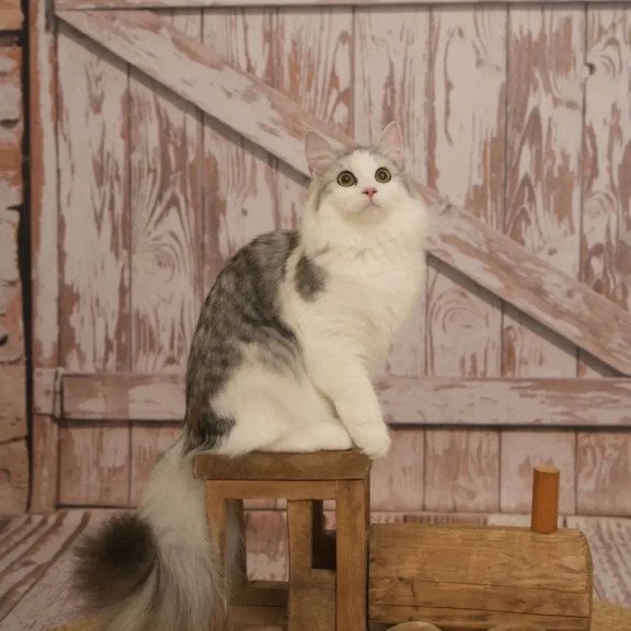 Siberian REZ Cephea