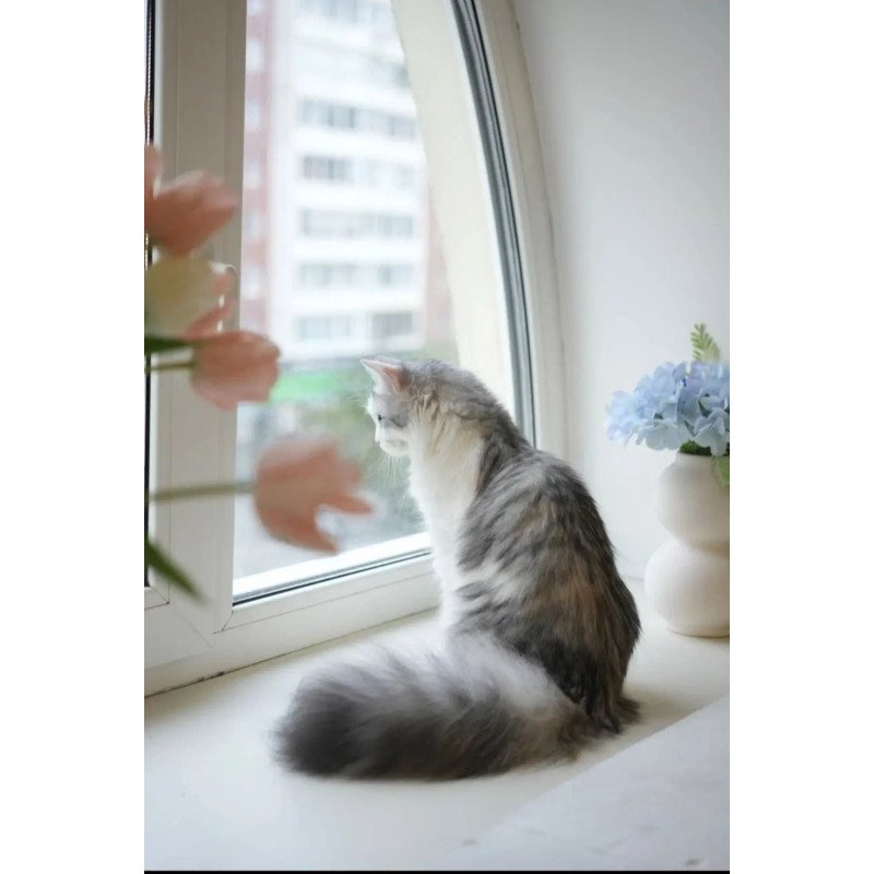 Siberian REZ Cephea
