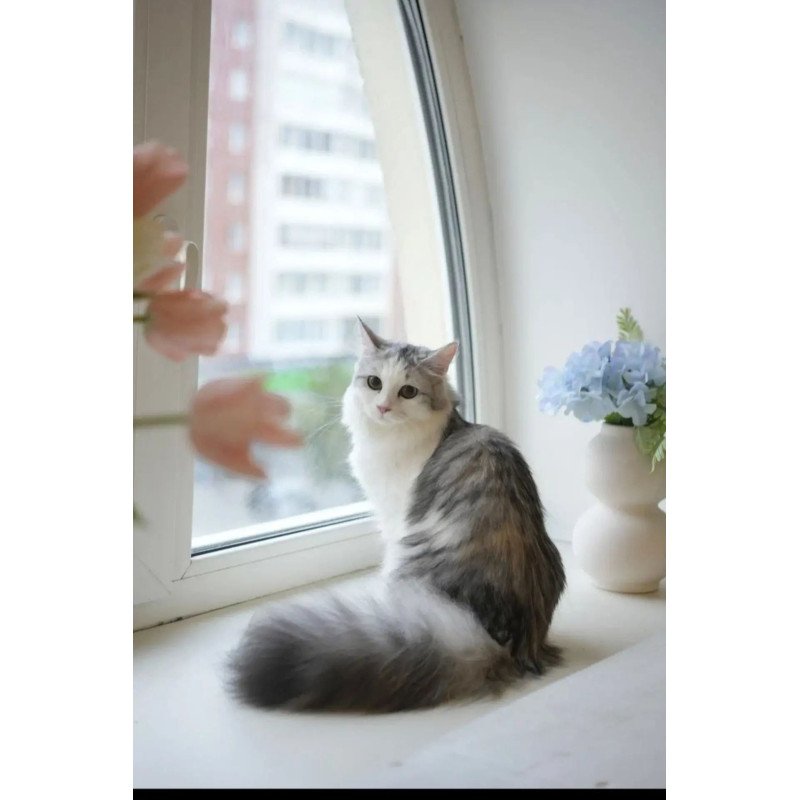 Siberian REZ Cephea