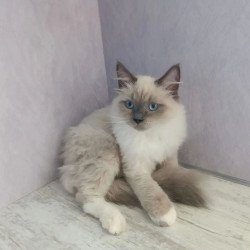 Siberian REZ Legolas