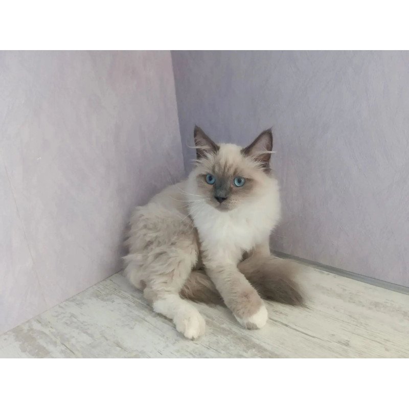 Siberian REZ Legolas