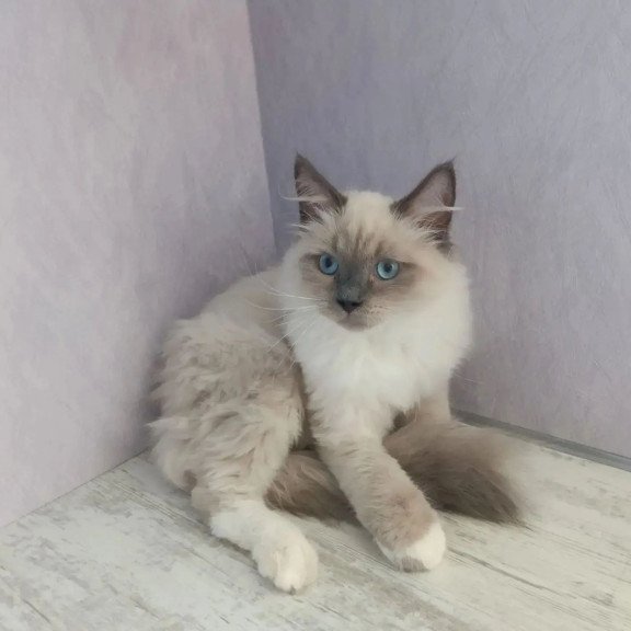 Siberian REZ Legolas