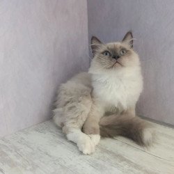 Siberian REZ Legolas