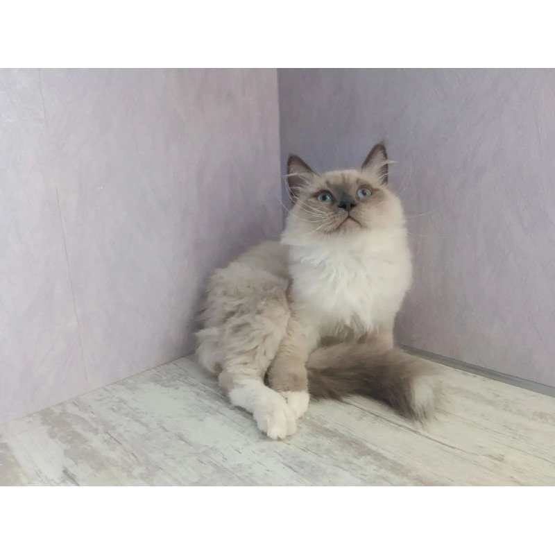 Siberian REZ Legolas