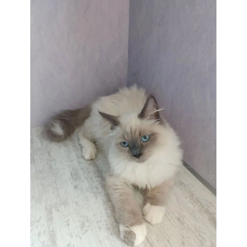 Siberian REZ Legolas