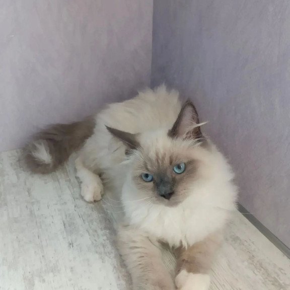 Siberian REZ Legolas