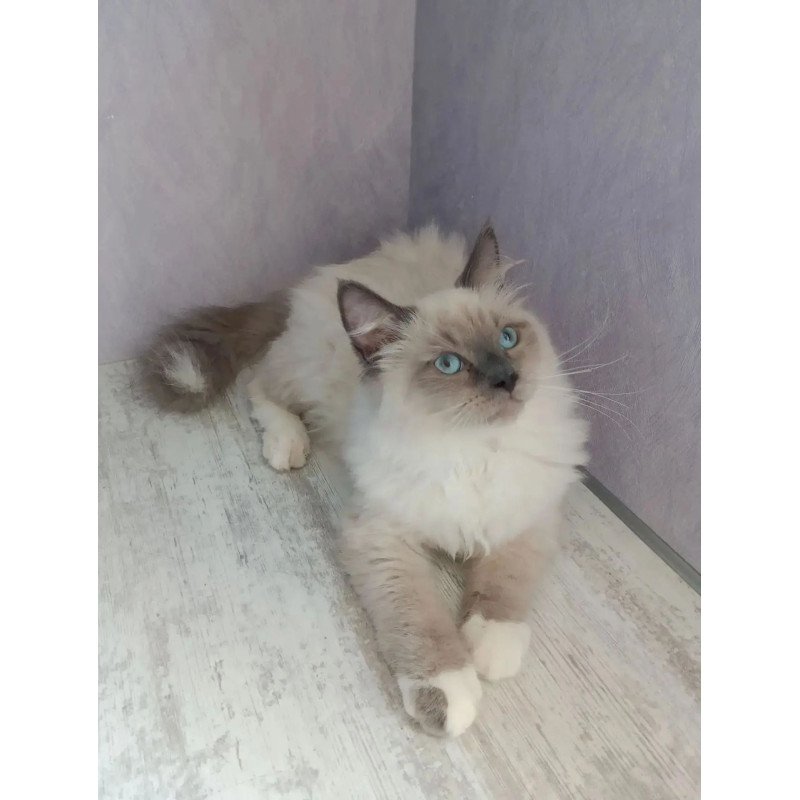Siberian REZ Legolas