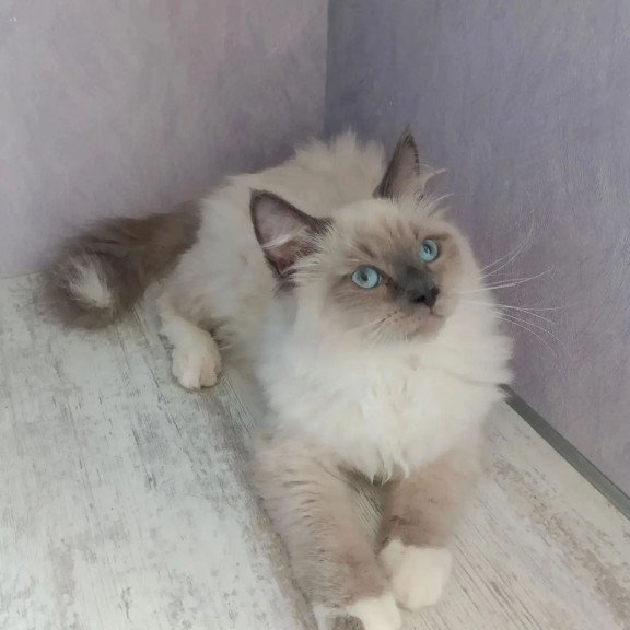 Siberian REZ Legolas