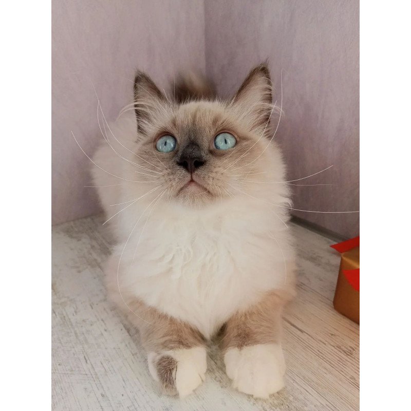 Siberian REZ Legolas