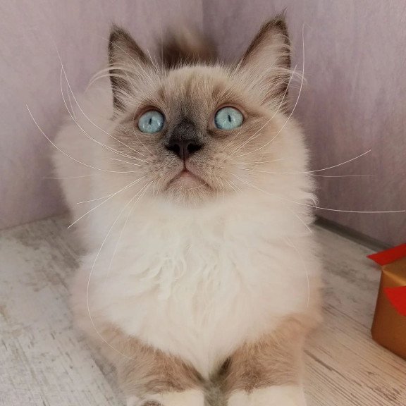 Siberian REZ Legolas