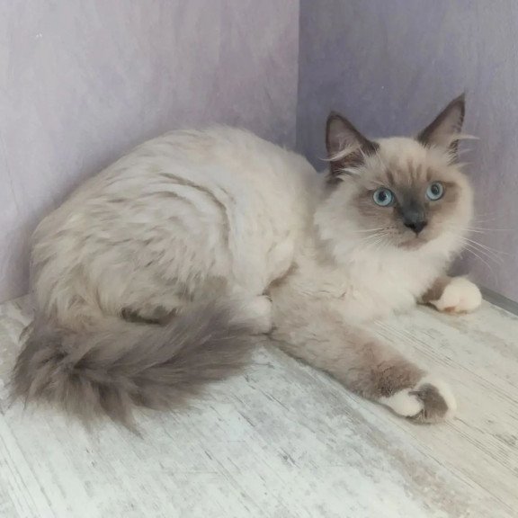 Siberian REZ Legolas