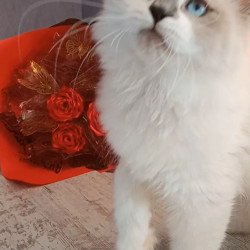 Siberian REZ Liliya