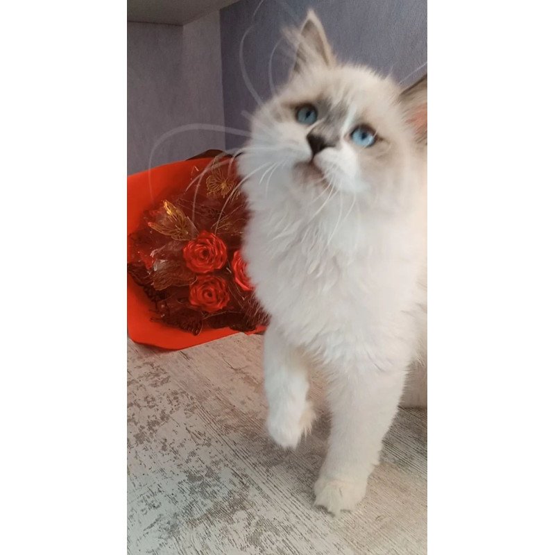 Siberian REZ Liliya