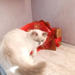 Siberian REZ Liliya