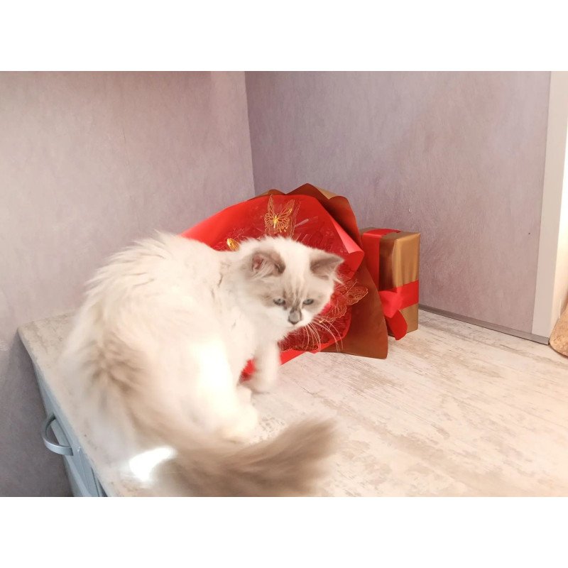 Siberian REZ Liliya