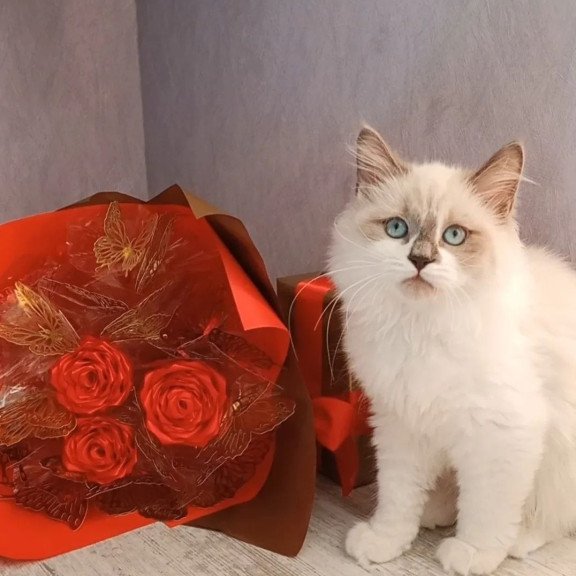 Siberian REZ Liliya