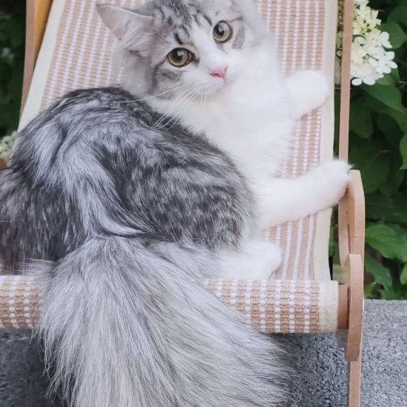 Siberian REZ Camelot