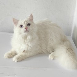 Siberian REZ Zveroboy