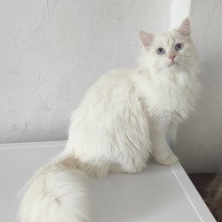 Siberian REZ Zveroboy