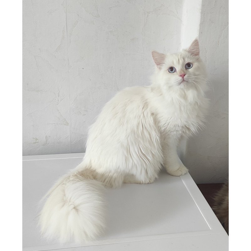 Siberian REZ Zveroboy