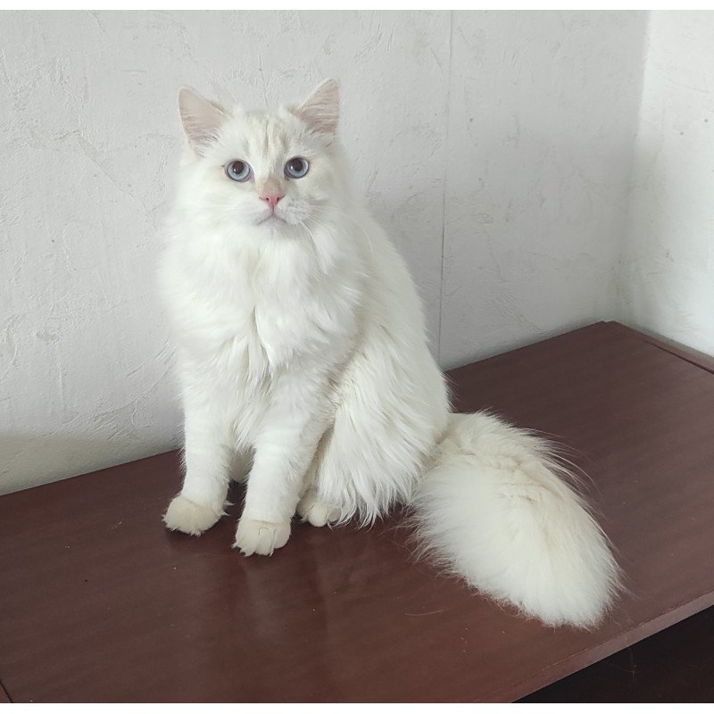 Siberian REZ Zveroboy