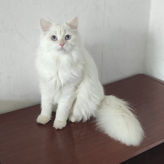 Siberian REZ Zveroboy