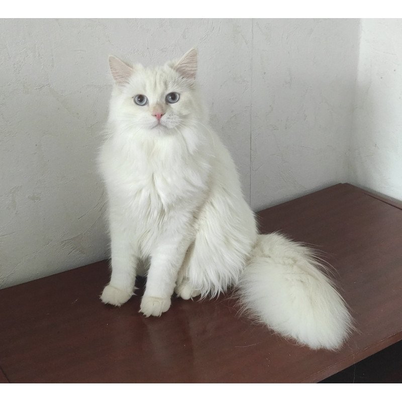 Siberian REZ Zveroboy