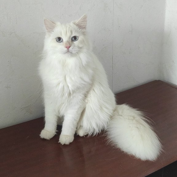 Siberian REZ Zveroboy